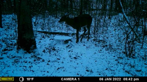 A little buck in the snow