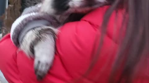 A raccoon is taking a walk with his mom like a doll