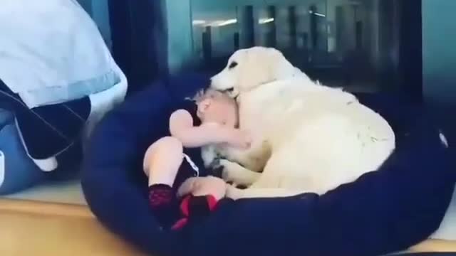 Funny Dog Videos 2021 It's time to LAUGH with Dog's life233