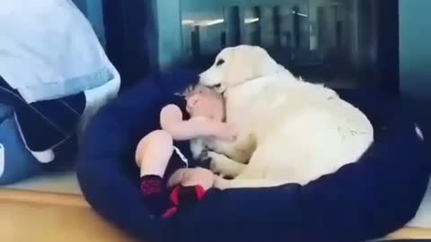 Funny Dog Videos 2021 It's time to LAUGH with Dog's life233