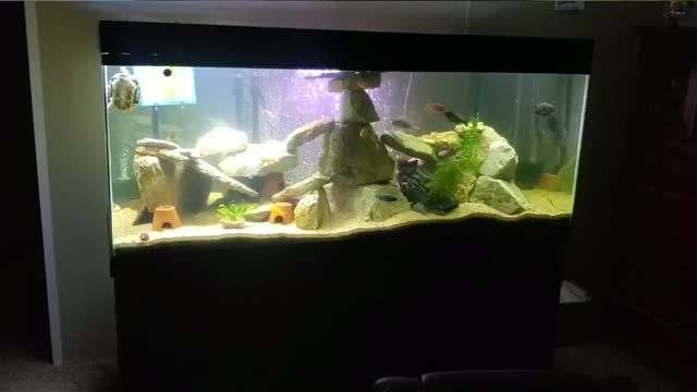 New Fish! New 75 gallon! New 10 gallon!