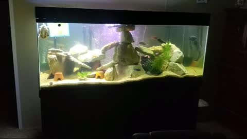 New Fish! New 75 gallon! New 10 gallon!