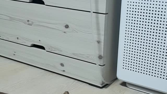 lizard watching fish