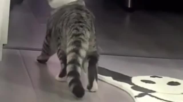 funny cats is the hardest try not to laugh challenge!