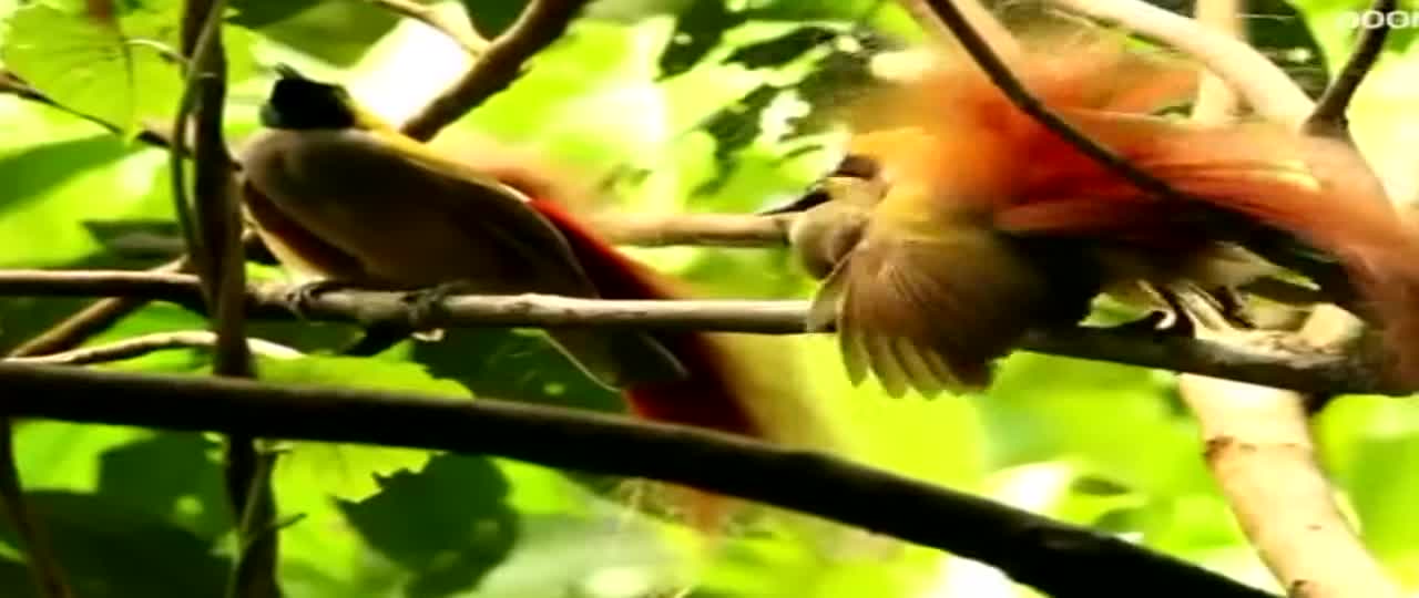 Birds dancing on music by Tsjakowski