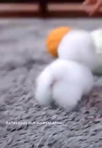 SO Cute Animals Just for relaxing video