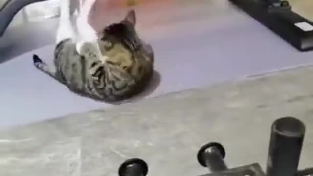 Cat make sport