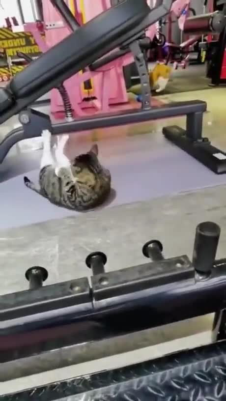 Cat make sport