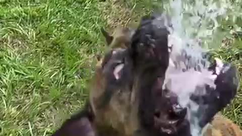 Henry the Bulldog Fights Gardenhose