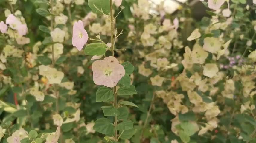 Cute little pink flower