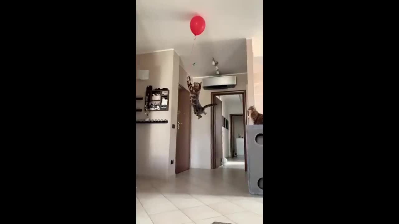 Rocket Cat going for it!