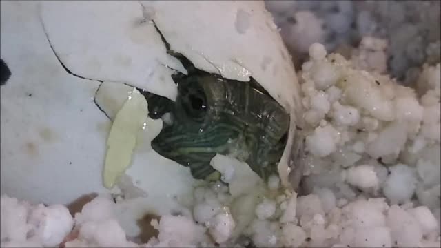 🐢 Adorable Baby Red Eared Slider Turtle Just Hatched ❤