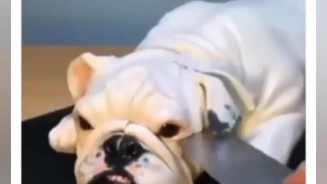 Animais mais engracados fazendo coisas engracadas