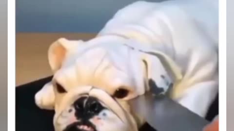 Animais mais engracados fazendo coisas engracadas
