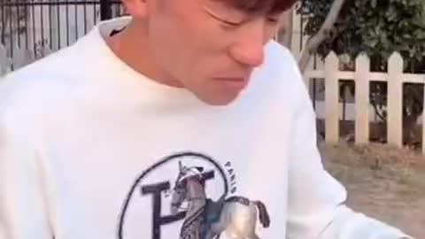 可愛的狗狗