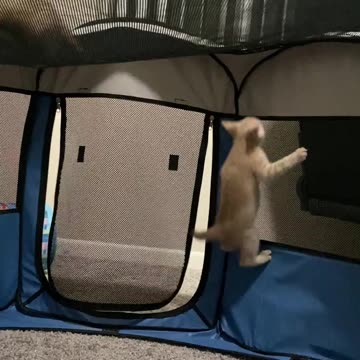 Interspecies friendships are the cutest