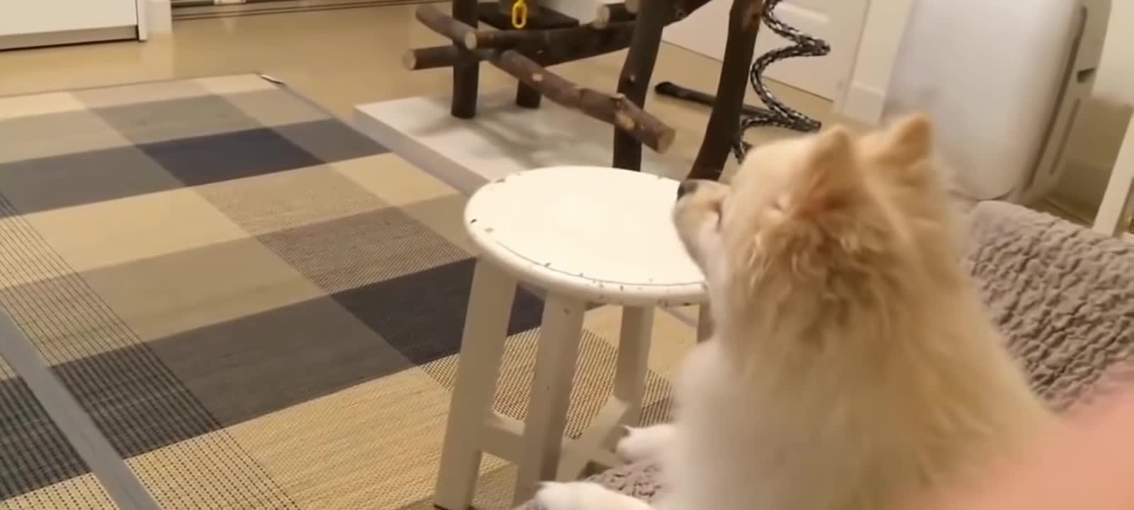 Cute little dog enjoying watching television