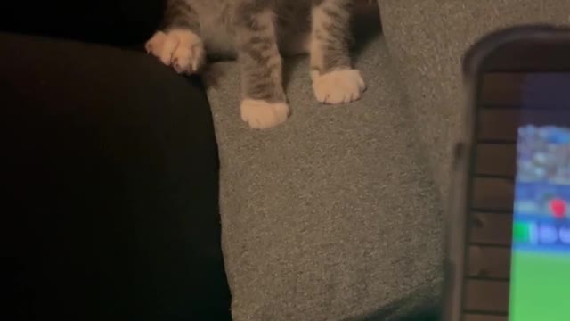 A little kitten is playing/Cute kitten