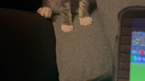 A little kitten is playing/Cute kitten