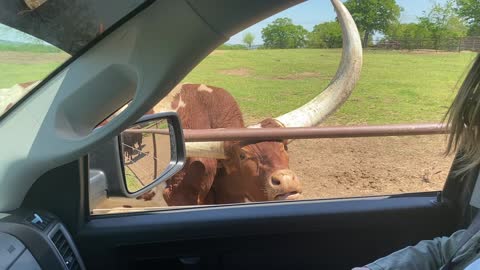 Longhorns at the park!! WATCH OUT!!