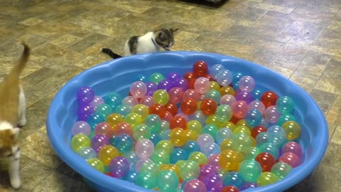 Cute Kittens Play in Ball Pit and lovely