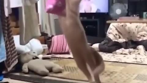 # the confused behavior of cats