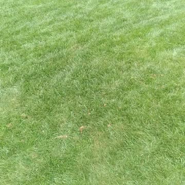 Lawn Seeding In South Carolina