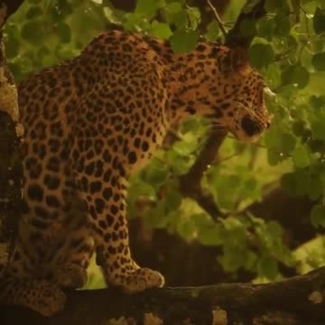 Majestic Sumatran tigers enjoy rest in thunderstorms