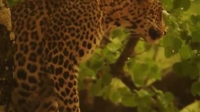 Majestic Sumatran tigers enjoy rest in thunderstorms