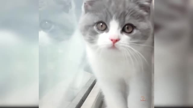 Baby Cats - Cute and Funny Cat Videos Compilation #27 | Aww Animals