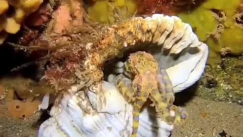 Blue-Ringed Octopus 🐙 One Of The Most Dangerous Ocean Creatures In The World #shorts #octopus