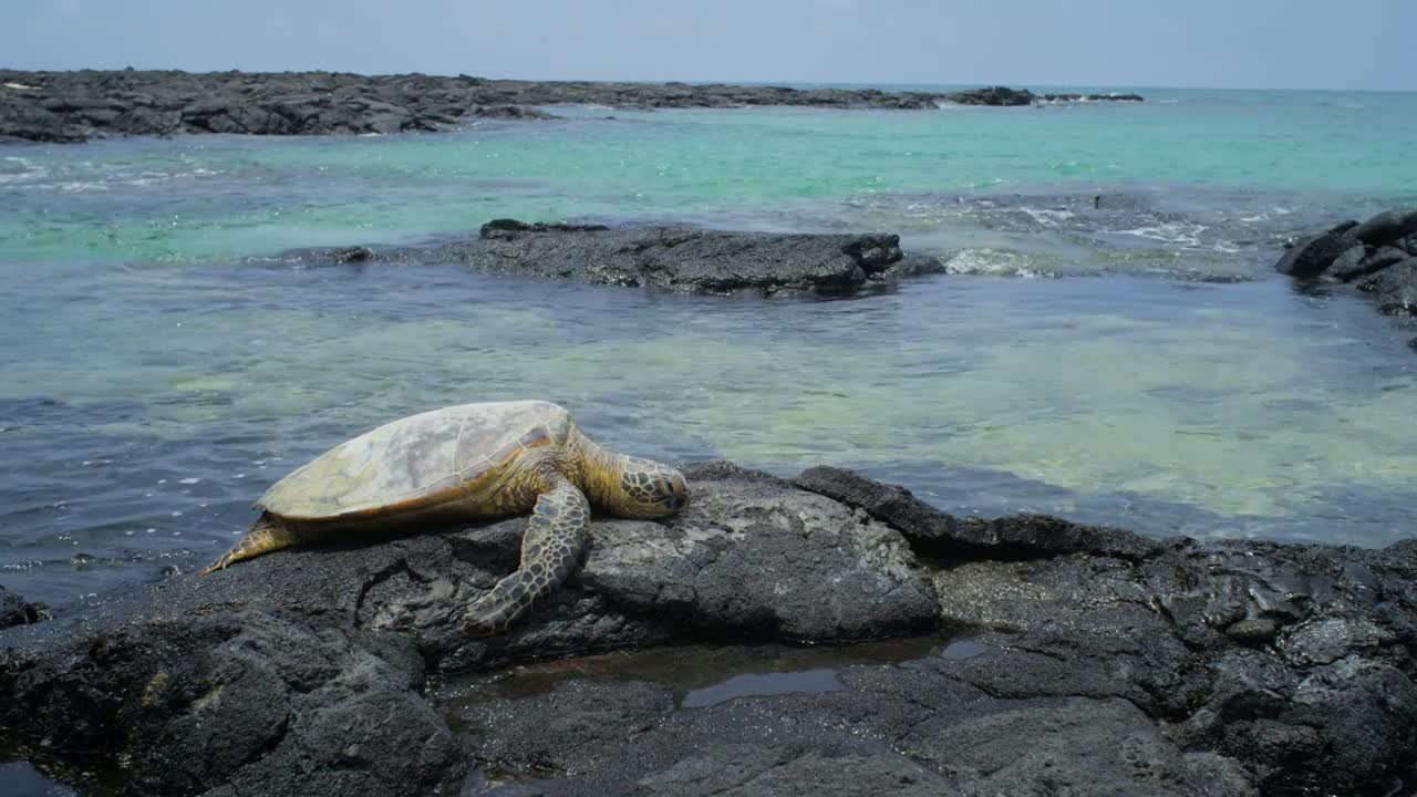 Sea Turtle Laying on Rocks