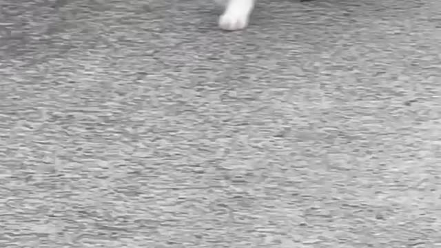 Cat Flaunting