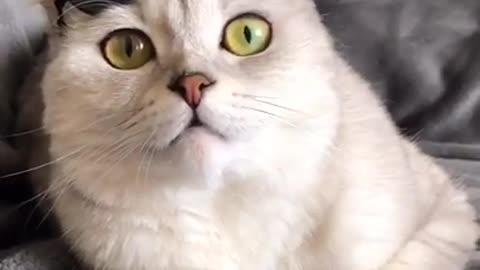 Cute cats, funny cat videos ,cute animals compilations #short 48