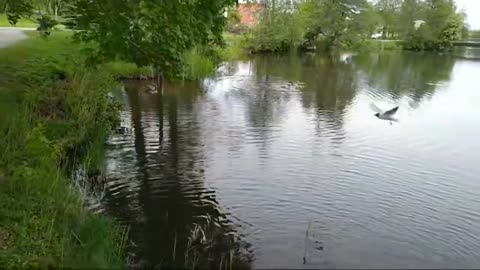 Matar fåglarna vid Svartån. Örebro 15 Maj 2019