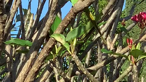 The Big Parakeet or African Ringneck