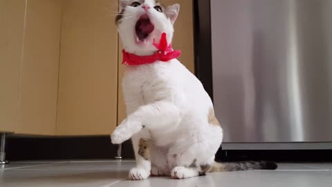 Cute cat - funny cat