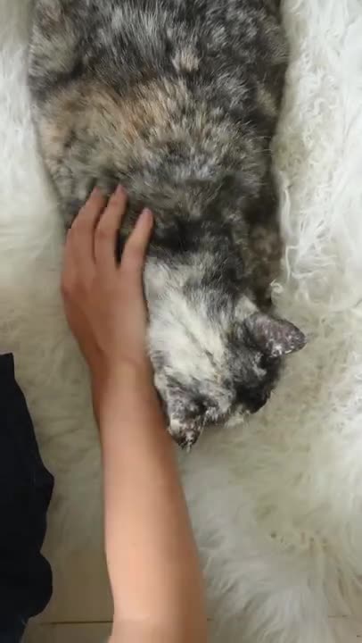 Petting a Cute kitten 😸 😸 #2 #Shorts