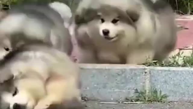 Cute dog