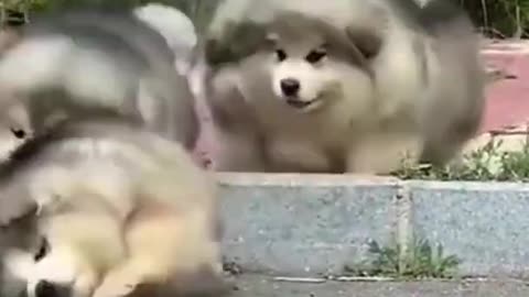 Cute dog