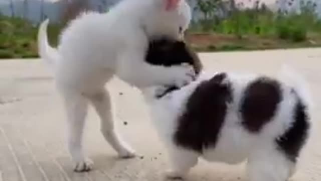 Funny Animal Videos - Awesome Funny Pet Animals | Cute Animals | Super Funny Dog Videos