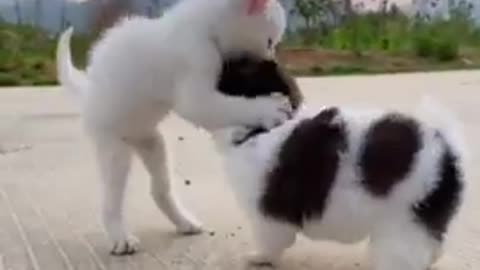 Funny Animal Videos - Awesome Funny Pet Animals | Cute Animals | Super Funny Dog Videos