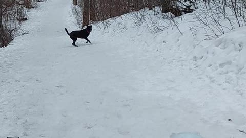 Border Collie Mastiff