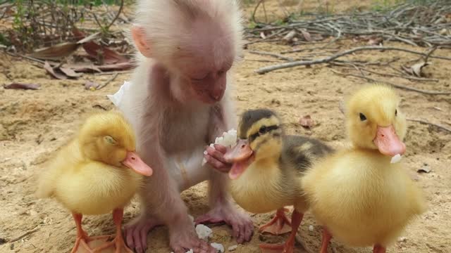 Baby monkey eats rice with dad and duck friends