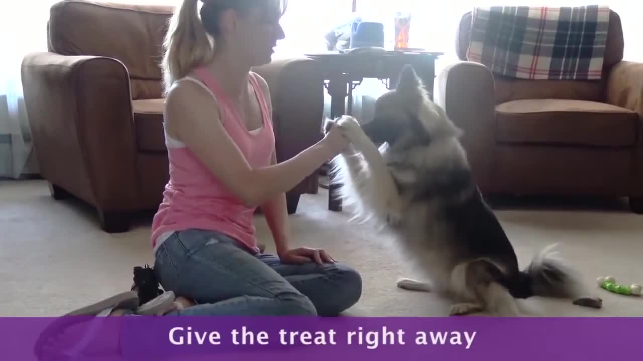 Best Training to teach a dog not to bark