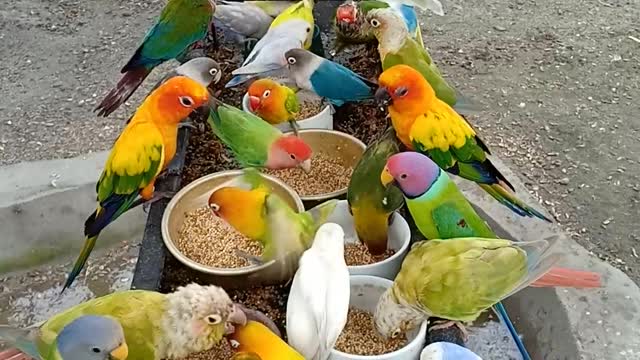 Bird Seed Bonanza