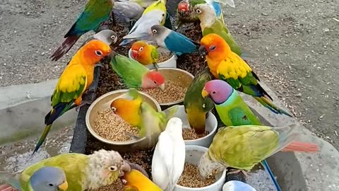 Bird Seed Bonanza