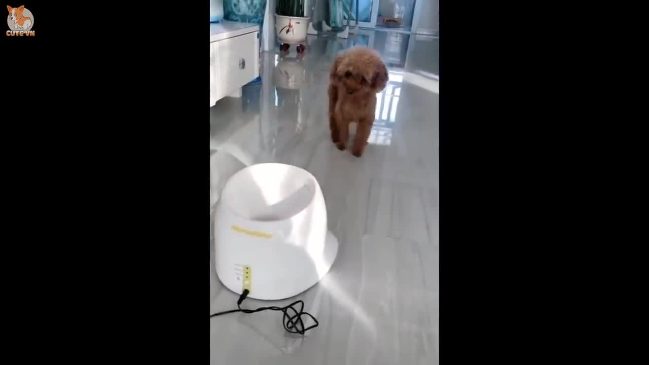 Smart Dogs Compilation