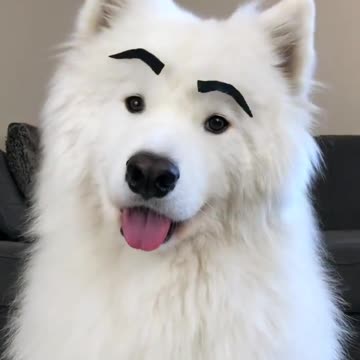 Silly Pup Looks Ridiculous With Fake Eyebrows