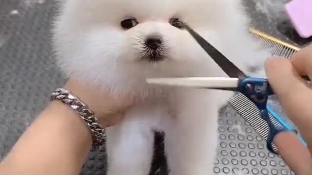 How to make your dog more beautiful!